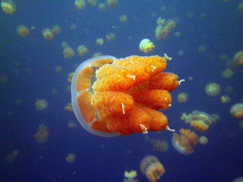 Яркие и красочные медузы