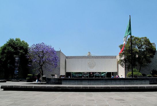 Вход в Музей антропологии рядом с деревом жакаранда в цвету