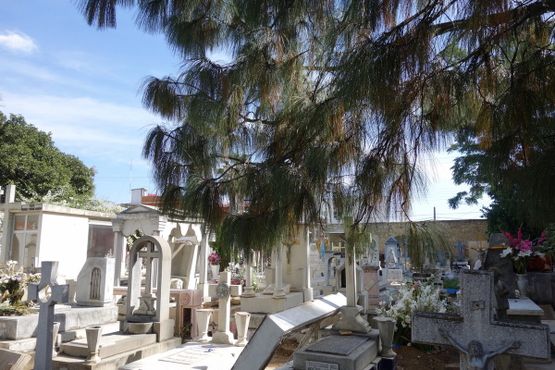 Плакучие ветви этой сосны с длинными иглами удачно вписываются в архитектуру кладбища