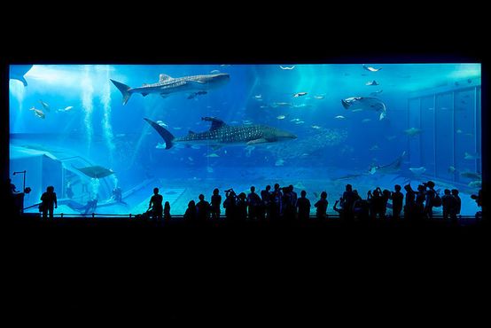 Посетители основного аквариума Куросио