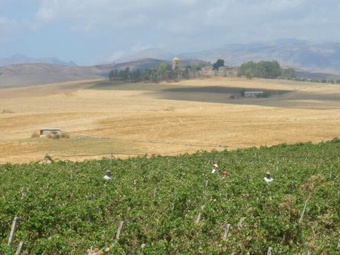 Виноградник Мальвелло (на переднем плане) во время сбора урожая в 2006 году