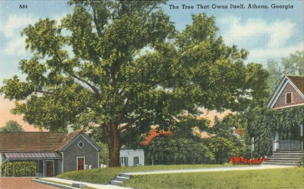 Старая открытка с изображением дерева из личной коллекции