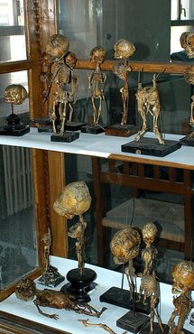 Анатомический
музей «Хавьер Пуэрта»