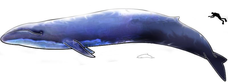 Изображение голубого кита и ныряльщика для масштаба