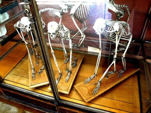 Галерея сравнительной анатомии и палеонтологии