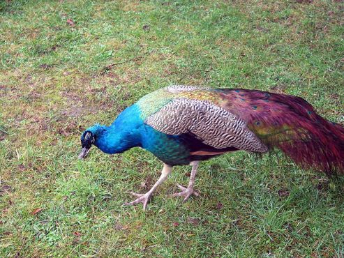 Заповедник «Олимпик-Гейм-Фарм»