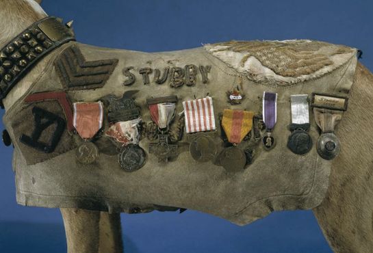 Сержант Стабби