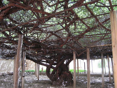 Самый большой в мире розовый куст