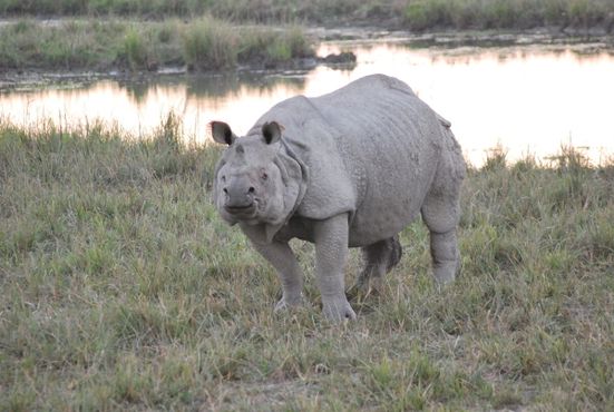Носорог в заповеднике Побитора