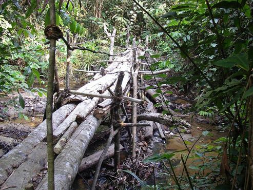 Деревянный мост в заповеднике Окапи