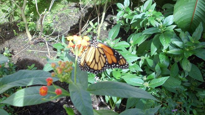 Бабочка-монарх в садах организации