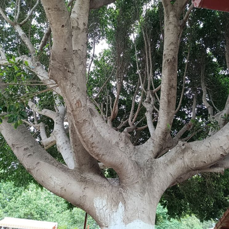 Гостевые домики, Бунгало