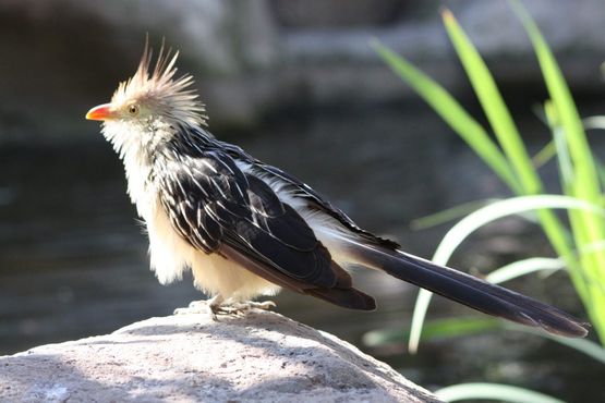 Кукушка гуира в птичьем саду Montecasino