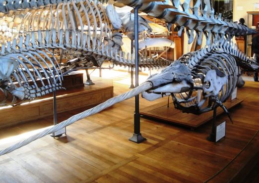 Галерея сравнительной анатомии и палеонтологии