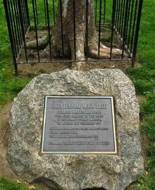 Мемориальная доска в 2008 году (до гибели оригинального дерева)