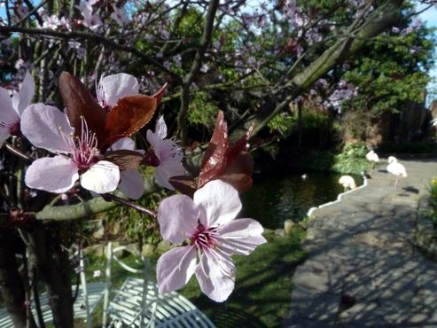 Кенсингтонские сады на крыше