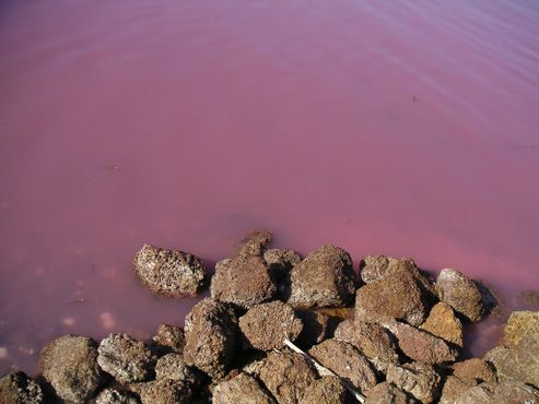Розовая вода у берега