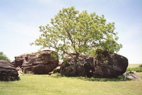 Дерево среди камней