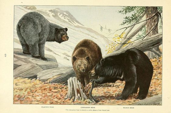 Чёрные медведи разного окраса