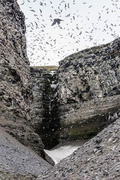 Невероятная колония черноногих моевок, населяющих каньон