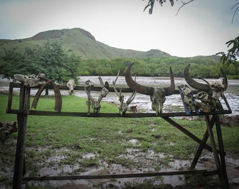 Жертвы комодских варанов, остров Ринча, Национальный парк Комодо