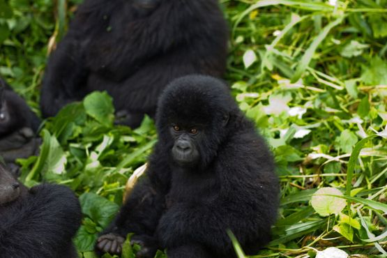 Детёныш горной гориллы в Национальном парке Вирунга