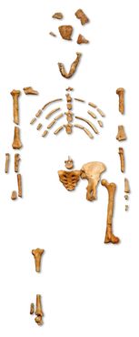 Реконструкция скелета «Люси»