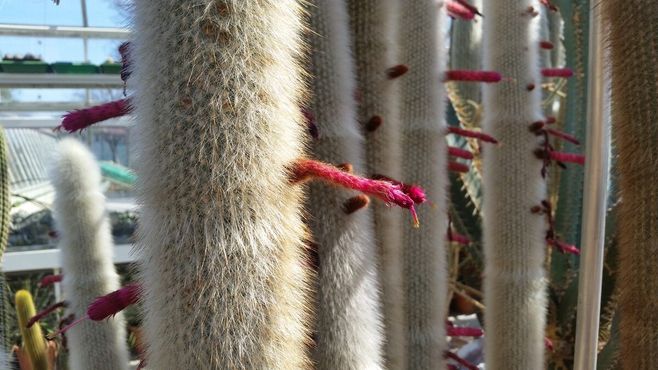 Цветущие кактусы