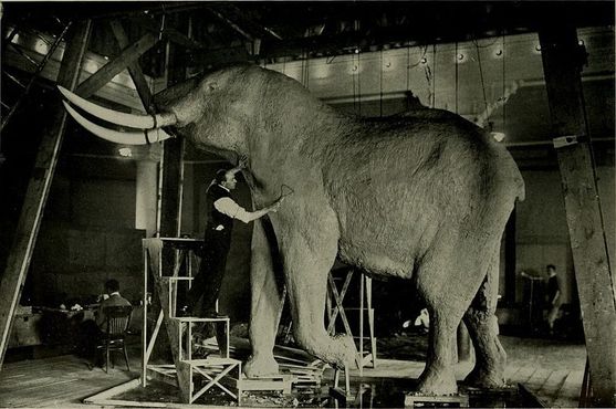 Эйкли работает над чучелом слона