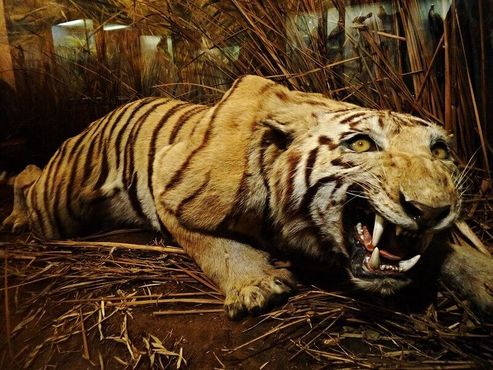 Чучело бенгальского тигра