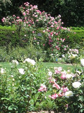 Розы в саду Келлехера
