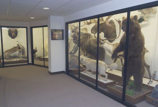 Чучела животных