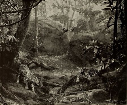 Фото диорамы с леопардами 1920 годов