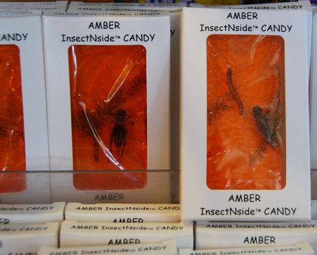 Для истинного любителя беспозвоночных: насекомые в янтаре в сувенирном магазине смоляных озёр Ла-Брея