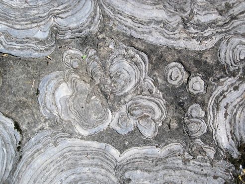 Строматолиты