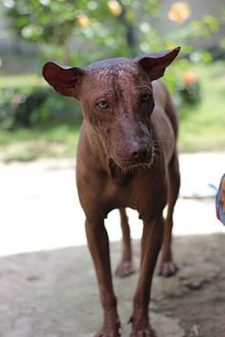 Ксолоитцкуинтли, священная голая собака ацтеков