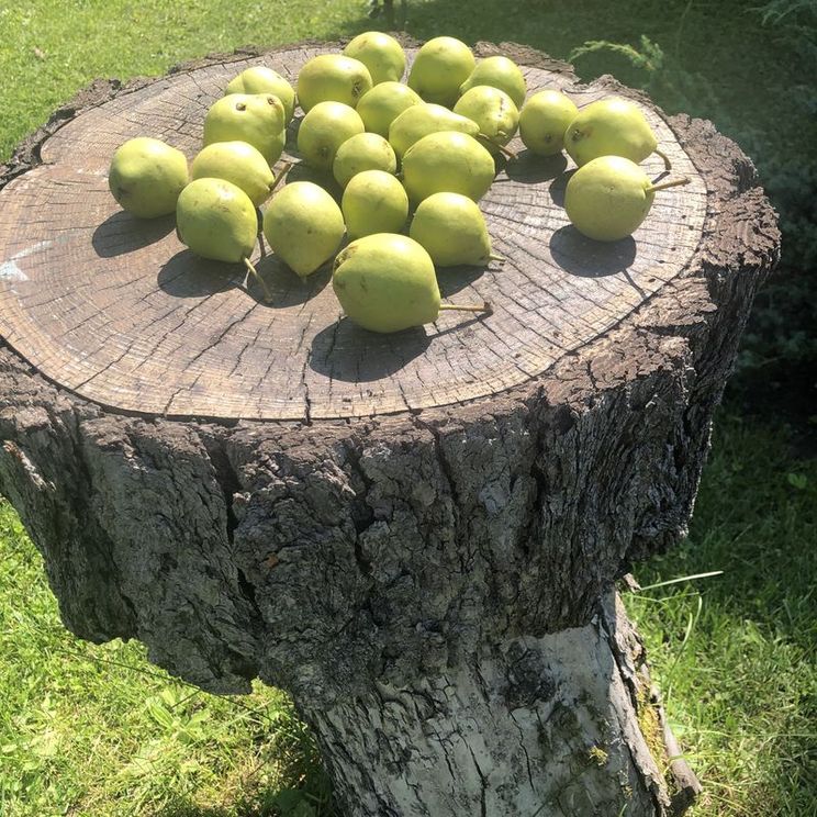 Гостевые домики