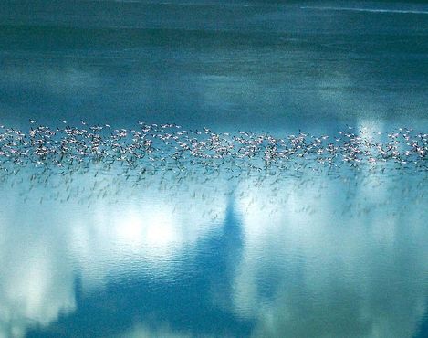 Стаи фламинго над солёным озером