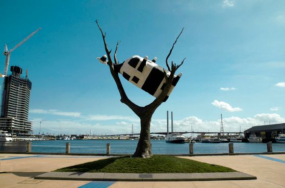 Корова на дереве, австралийская история или шутка