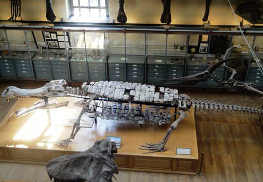 Галерея сравнительной анатомии и палеонтологии