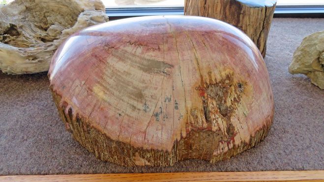 Окаменелое дерево