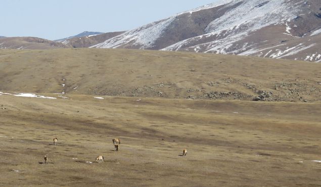 Лошиди Пржевальского издревле обитали на территории национального парка Хустайн-Нуруу в Монголии