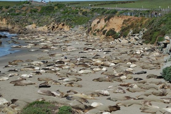Лежбище морских слонов Пьедрас-Бланкас