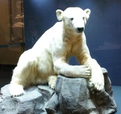 Белый медведь Кнут в Берлинском музее естествознания