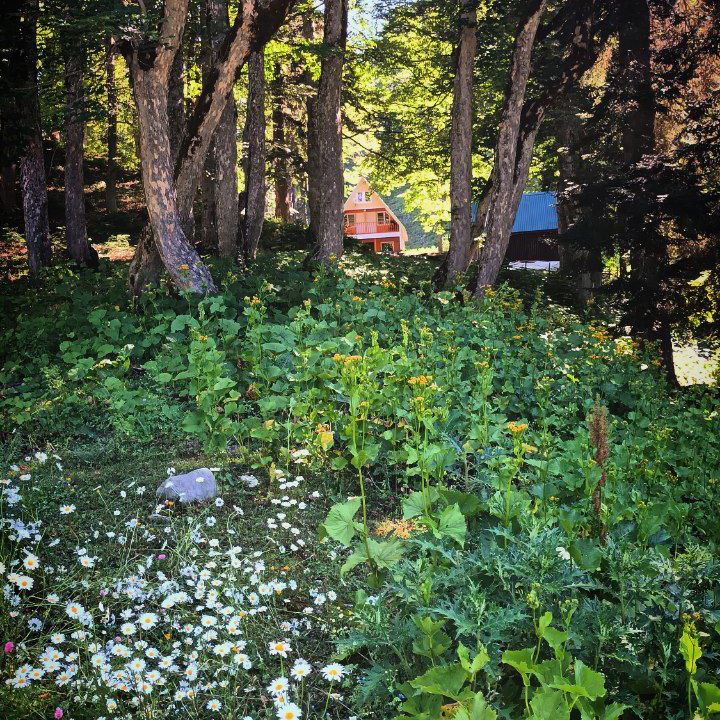 Гостевые домики