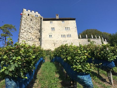 Вид на замок Габсбург с виноградника на восточной стороне