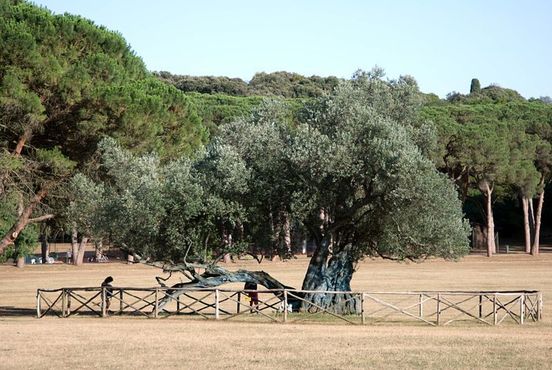 1700-летнее оливковое дерево