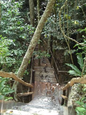 Путь к сенотам, расположенным в гуще мексиканских джунглей