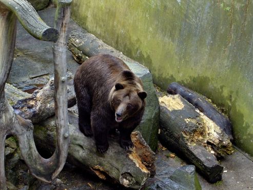 Медведь во рву замка Чески-Крумлов