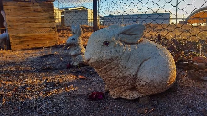Кладбище кроликов